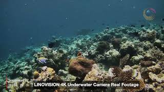 LINOVISION Underwater Camera Real Demo Footage.