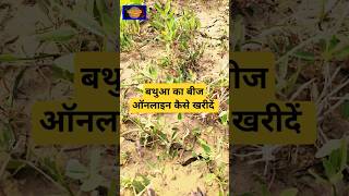 How to buy Bathua seeds online | बथुआ का बीज ऑनलाइन कैसे खरीदें | बथुआ की खेती कब | #shorts #short