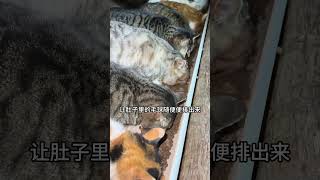 巡视下夜晚猫猫们的居住情况 添满粮 我和流浪猫的故事关爱流浪猫素力高排毛小奶条