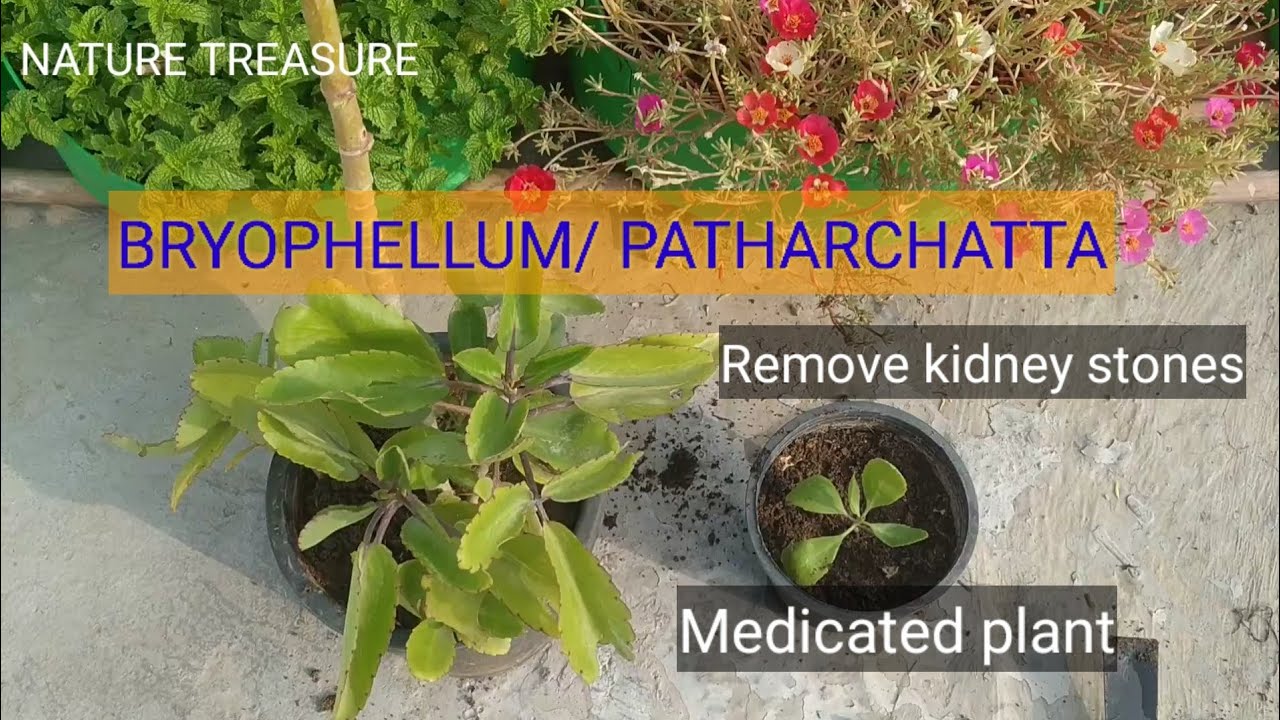 Bryophellum / Patharchatta Plant Propagation And Care - YouTube