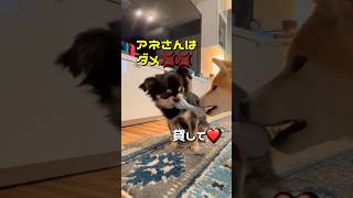 食べ物の恨みは怖い🤣 #柴犬 #チワワ #shorts