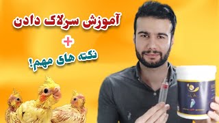 آموزش سرلاک دادن به جوجه عروس هلندی + نکته های مهم در سرلاک دادن که باید رعایت بشه