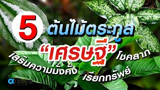 5 ต้นไม้ตระกูลเศรษฐี เสริมความมั่งคั่ง เรียกทรัพย์ โชคลาภ @AranyaChannel