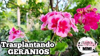 GERANIOS | trasplantando mis nuevos consentidos 💓🌿 malvones