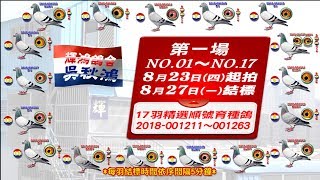 五洲網拍嚴選～輝鴻鴿舍 吳秋鴻 第一場 NO.1～17  精選17羽順號育種鴿  原鴿影音真實呈現