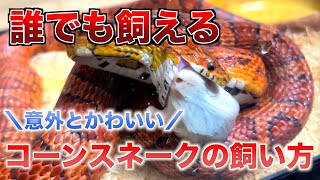 【誰でも飼える】コーンスネークって知ってる？