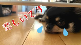 室内フリーではなくなりました…ブラックタンチワワの麦　#チワワ #dog ＃ペットゲート