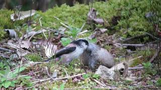 エナガの巣材集め