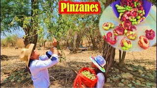 Corte de PINZANES, Guamaras, GUAMUCHILES, Payande, en mi PUEBLITO Oaxaca