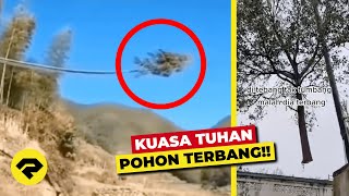 UNTUNG DIREKAM?! POHON DITEBANG MALAH TERBANG!! KUASA TUHAN!! 😱