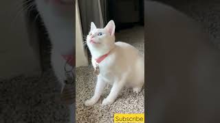 cat singing comedy viral video #shorts #short