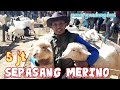 SEPASANG MERINO‼️PASAR GONDANG LEGI MALANG HARI INI