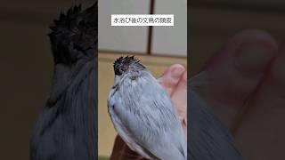 【水浴び後の文鳥の頭皮】#シルバー文鳥のぎんちゃん #javasparrow #鳥