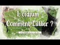 L'Oidium : C'est quoi comment lutter contre ?