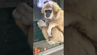 シロマティー王子のもぐもぐタイム Gibbon Shiromaty eating food happily 2023.01.31 kyoto city zoo #gibbon #シロテテナガザル