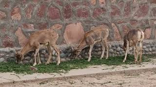 A group of Afghan urial sheep