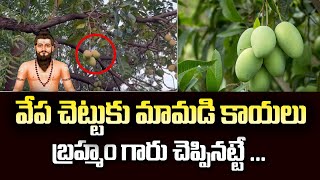 Live :Mystery of Mangoes Growing on Neem Tree | వేప చెట్టుకు మామిడి పండ్లు.. | Mangoes in Neem Tree