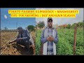 Tomato Farming Experience + Management Tips  for Growing | Dry and Rain Season.