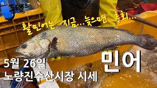 [최신시세정보] 활민어는 지금이 제일 저렴해요 !!! 너취지 마세요   5월 26일 노량진 수산시장