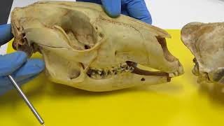 BIOL1014 - Mammal and marsupial skulls