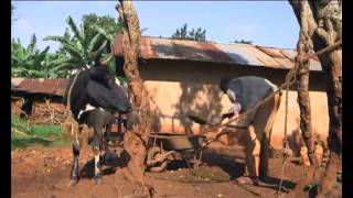 Shamba Shape-Up ep 4 Kisii, Kenya (English)