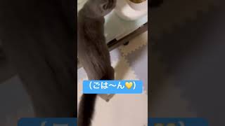 【猫ロシアンブルー】「ごは〜ん💛」〜しゃがれ声ver〜#shorts