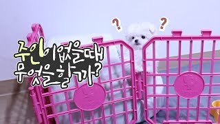 [5번째 일기] 강아지들은 주인이 외출하면 무엇을 할까요? 🎊