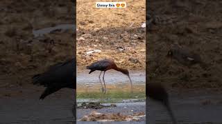 Wetland Wonders: The Glossy Ibis in Motion #shorts #birds