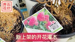 新上架的开花灌木：绣球、丁香、锦带花、杜鹃、玉兰等等