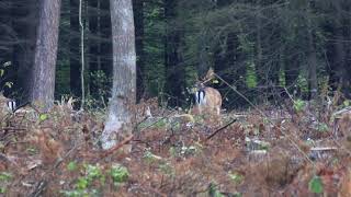 Danieliai (Fallow Deer) 2020