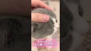 気持ち良すぎて変顔になる子猫　#shorts#可愛い猫 #子猫#ねこ #気持ちいい動画 #変顔