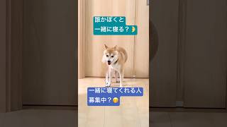 【柴犬りく君】誰と寝るのか迷い犬　#dog #愛犬 #柴犬 #元豆柴 #可愛い #ルーティン