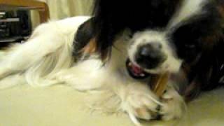 手に持ってカミカミするパピヨン犬P。　Papillon hold a gum(dog)