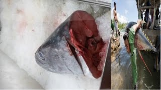 kathar fish products || Doha