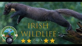 ⭐Irish Wildlife ⭐ A Short Film