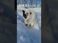 大雪にはしゃぎすぎる野良猫が楽しすぎたw shorts youtubeshort