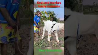 monkey and goat friendship funny moments #funny #viral #shorts