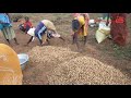 வேர்க்கடலை களம் அளக்கும் முறை நிலக்கடலை சாகுபடி groundnut harvesting peanut harvester