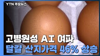 고병원성 AI 여파 달걀 산지가격 46%↑ / YTN