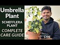 Umbrella Plant Complete Care Guide | Schefflera plant Care Tips