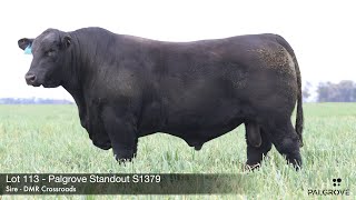 Lot 113 Palgrove Standout S1379