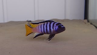 Pseudotropheus Elongatus Mpanga F1