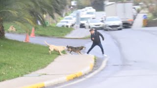 Bağcılar'da başıboş köpekler yoldan geçenlere saldırdı