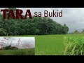 Gagala tayo sa may palayan ng Bagacayan-Tubod Galas Dipolog City ZDN Philippines | Tara sa bukid