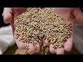 ars wheat and barley varieties a success for u.s. growers