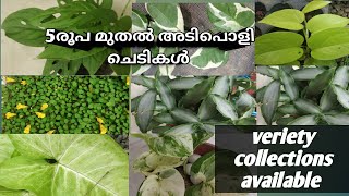 #Sale video/5രൂപ മുതൽ വെറൈറ്റി ചെടികൾ /pothos /aluminum plant /basket plant/Shezus home garden