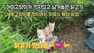 새끼고양이 먹이려고 닭고기 남겨서 먹이는 어미고양이 육아 방법