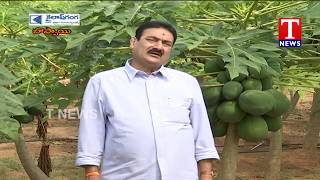 Chenu Chelaka | Farmer Ramachandra Rao About Papaya Cultivation | T News Telugu