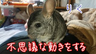 ［チンチラ］おとなしい、りくくん、不思議な動きをする！