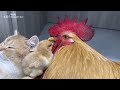 The rooster and the hen were stunned on the spot!  The gentle kitten takes good care of the chicks🐥